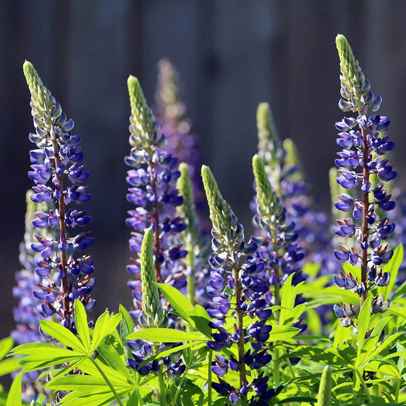 Blau lupine samen for anpflanzung hardy blooms