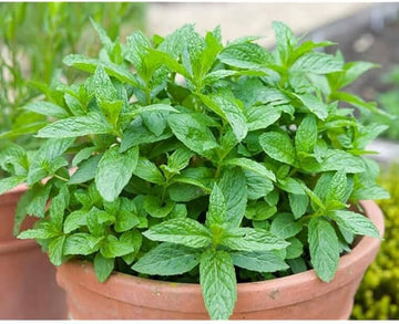 Wild mint mentha arvensis samen für aussaat