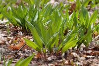 Wild Leek Allium tricoccum Samen zum Pflanzen in Woodland Garden and Herb Patch