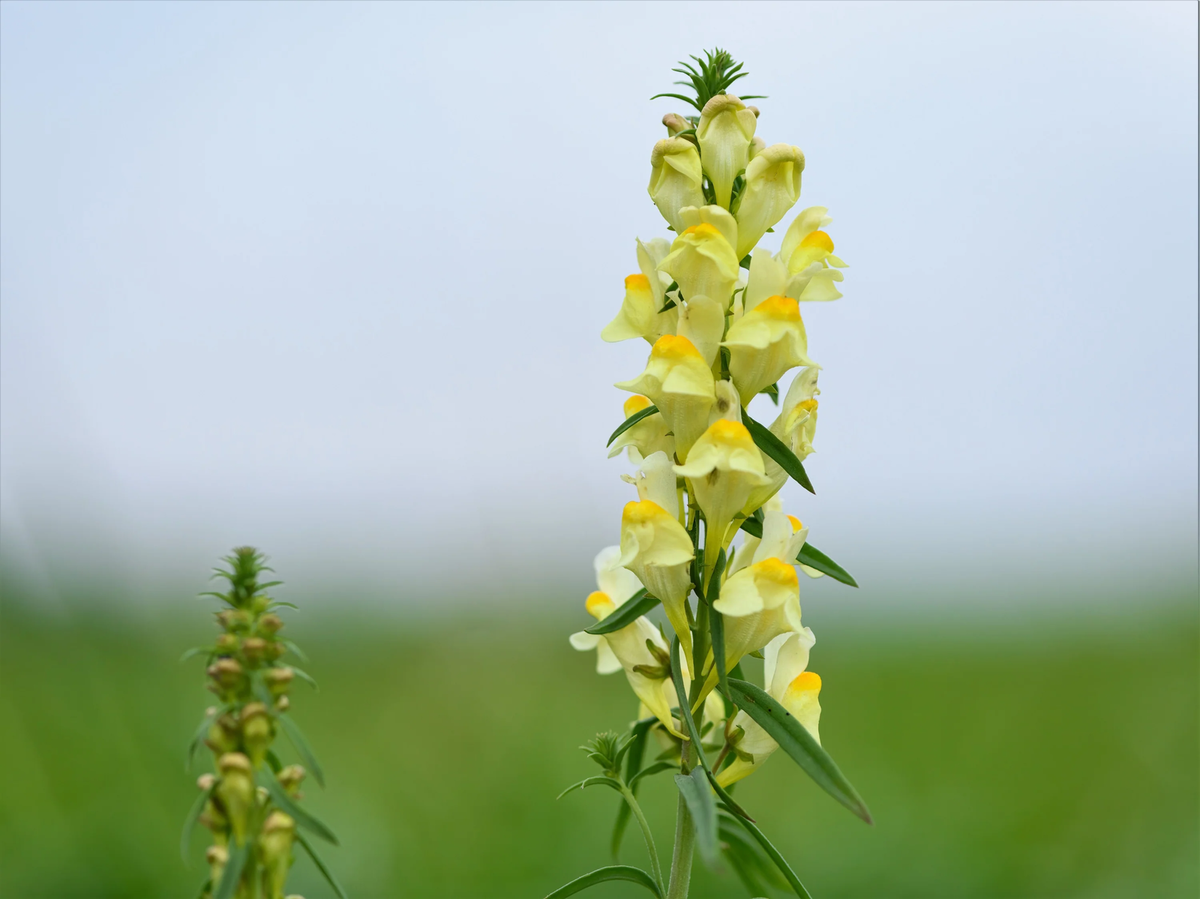Wild snapdragon Linaria vulgaris Anbau in Garten border