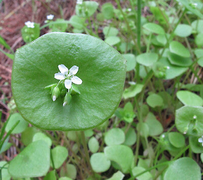 Wild Spinach Miner’s Lettuce Pflanzen Anbau in Garten