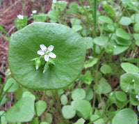 Wild Spinach Miner’s Lettuce Pflanzen Anbau in Garten