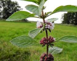 White Wood Mint Pflanze with white Blumen in bloom