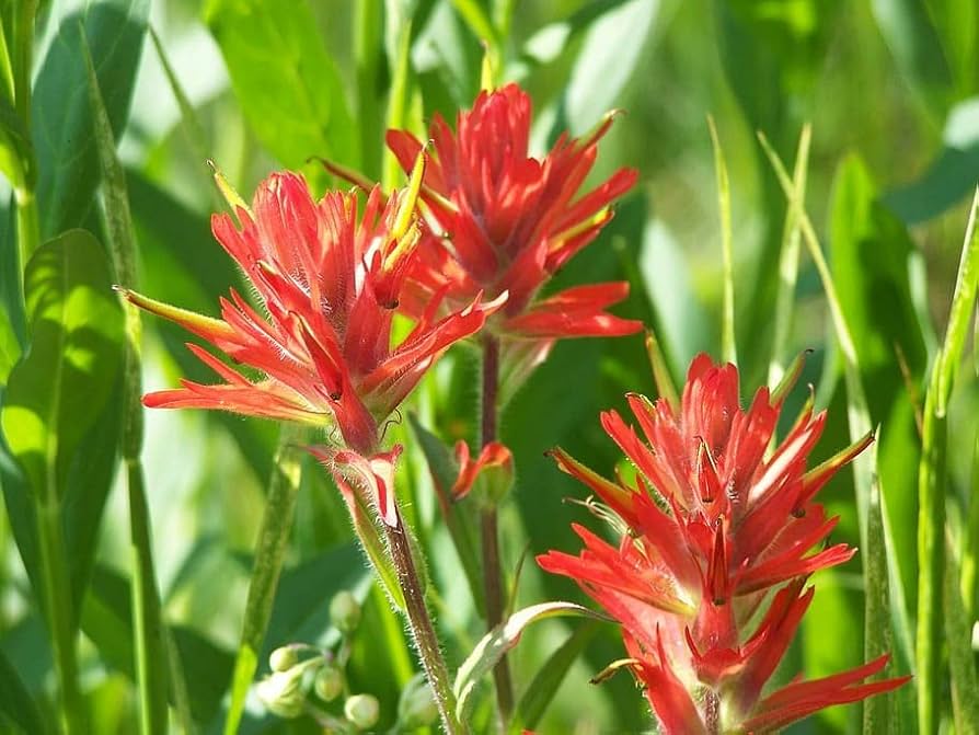 Wildflower castilleja miniata samen