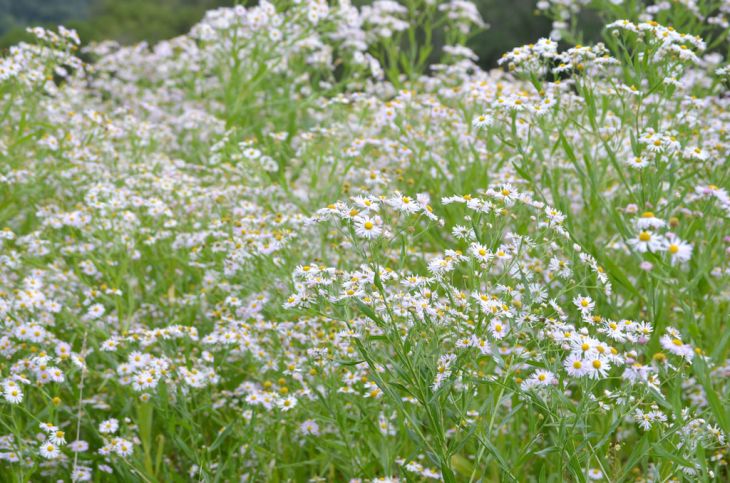 Boltonia blumen in wildflower garten