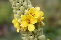 Gelb woolly mullein in wildflower garten