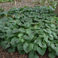 Wild (wild ginger) samen for anpflanzung in home garten