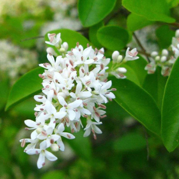 Weiß ligustrum blume samen for anpflanzung - fragrant blossoms, heirloom & gmo free samen for home garten
 
 sale samen for anpflanzung in home garten