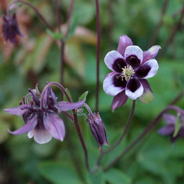 Lila weiß william guiness blume samen for anpflanzung - compact growth, heirloom & gmo free samen for home garten
 
 sale samen for home garten