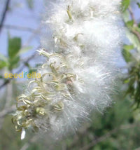 Willow tree samen for anpflanzung - elegant shade provider perfect landscapes and gardens
