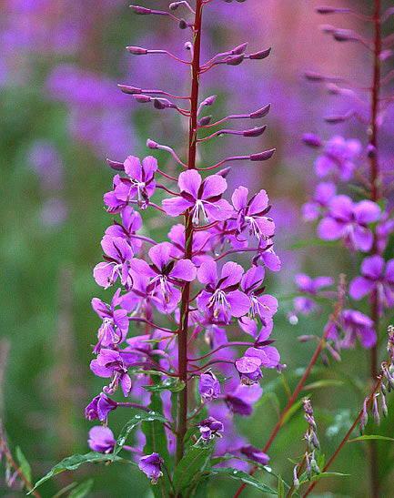Willowherb Blumensamen leuchtend Garten Spaces – Samen Natural Schönheit