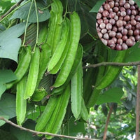 Winged bean psophocarpus tetragonolobus samen für aussaat