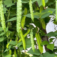 Winged bean vine wachsend on trellis in gemüse patch