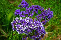 Gemischt Limonium Samen zur Aussaat farbenfroh einjährig Blumen