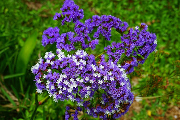 Gemischt Limonium Samen zur Aussaat farbenfroh einjährig Blumen
