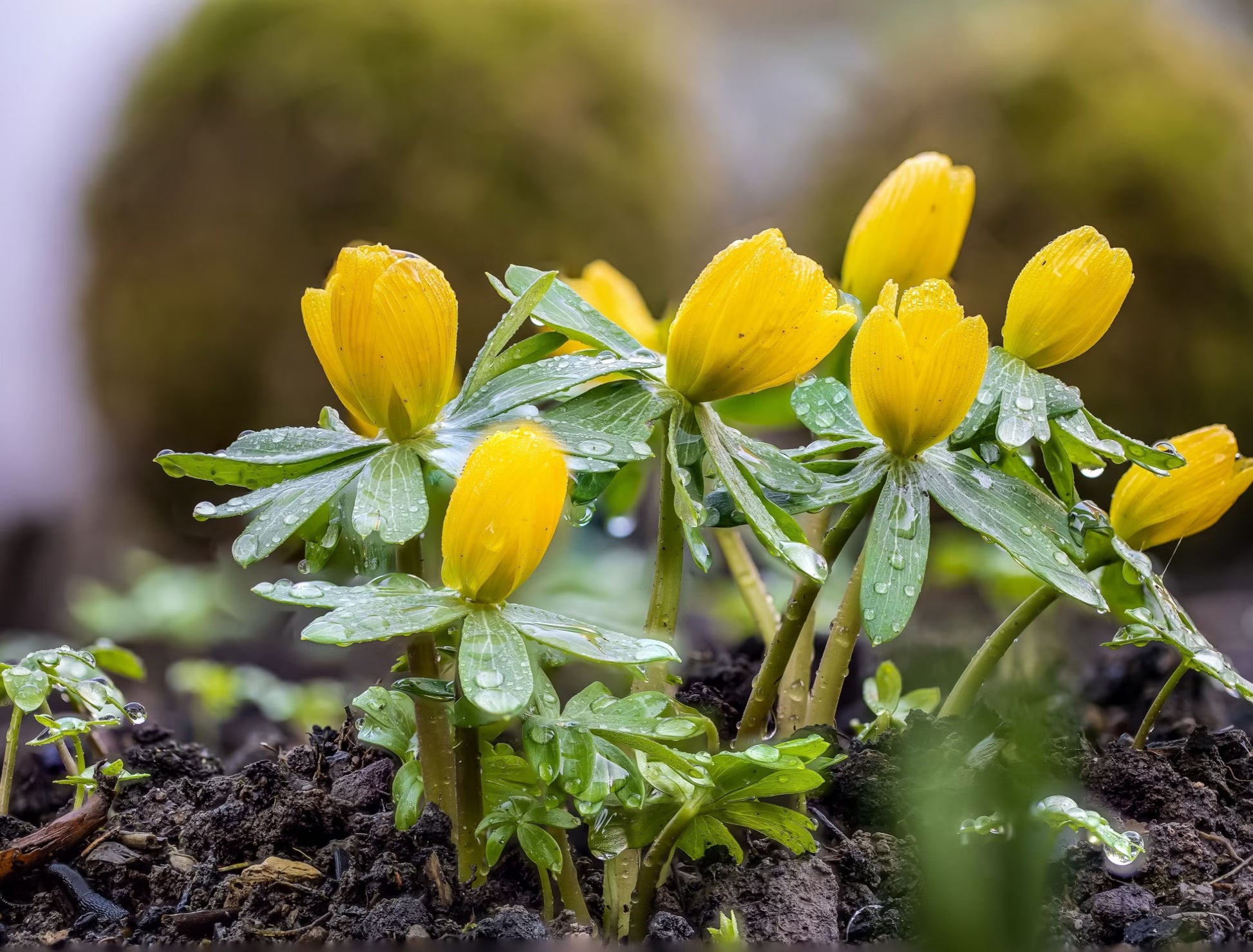 hell Gelb Alpenveilchen Blumensamen zur Aussaat – Schnitt Blume beliebt – Traditionssorte & ohne Gentechnik Samen Hausgarten