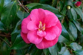 Winter blooming camellia blumen