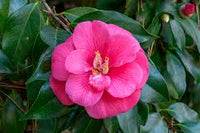 Winter blooming camellia blumen