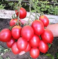 Winter cherry tomato pflanzen gezogen aus samen