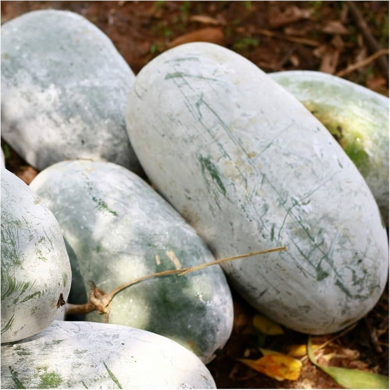 Winter melon samen für aussaat in home gardens