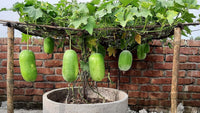 Winter melon samen traditionelle winter gourd variety für aussaat