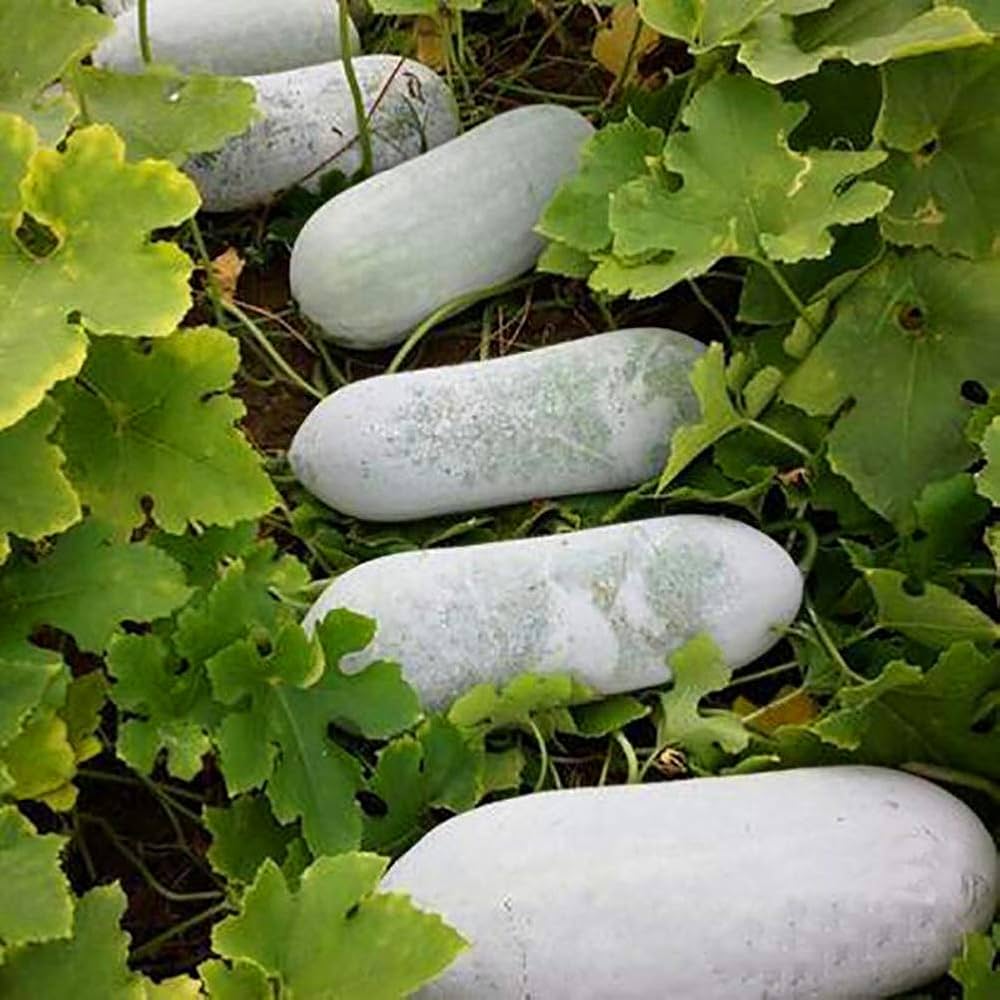 High germination winter melon samen für gardeners