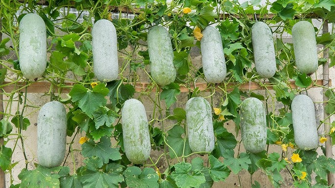 Winter melon samen suitable für home garten growers