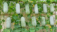 Winter melon samen suitable für home garten growers