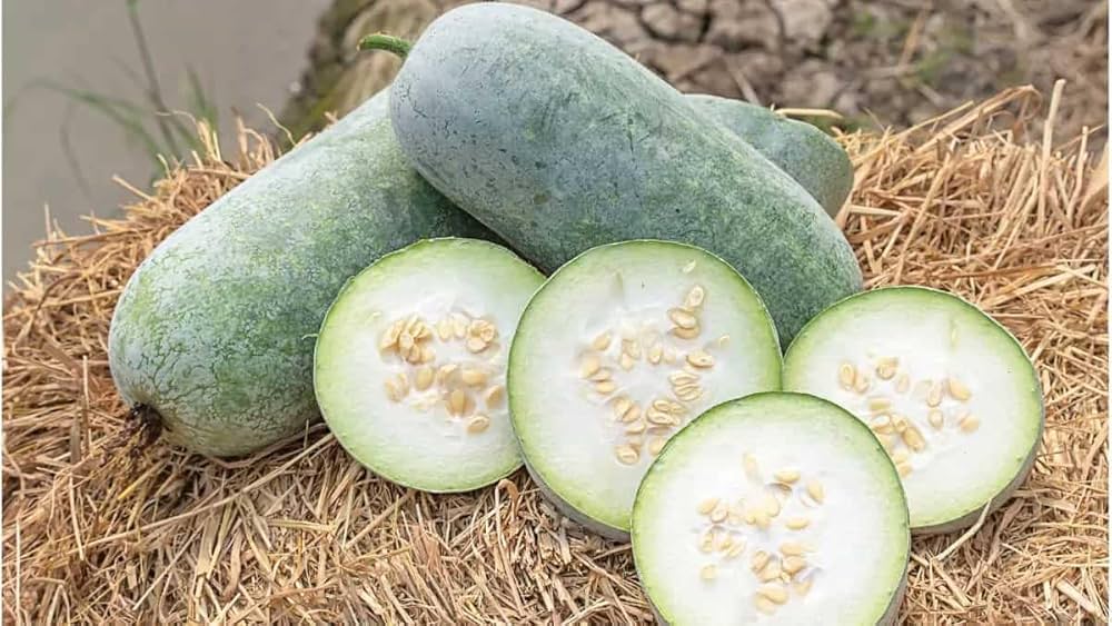 Winter melon gemüse samen für productive vines