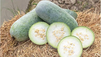 Winter melon gemüse samen für productive vines