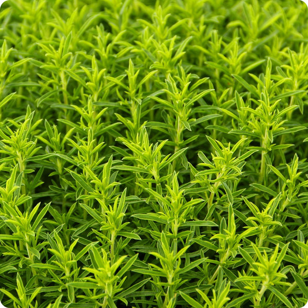 Winter Savory Samen Satureja montana hardy evergreen Pflanze
