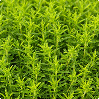 Winter Savory Samen Satureja montana hardy evergreen Pflanze