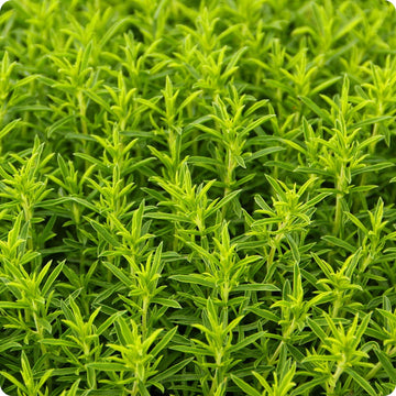 Winter Savory Samen Satureja montana hardy evergreen Pflanze