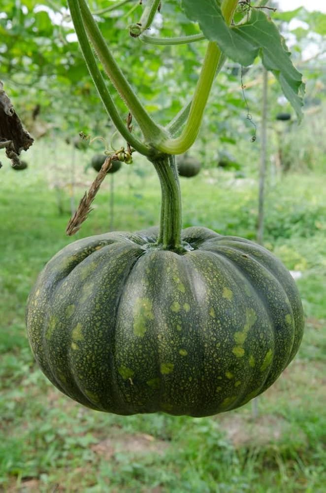Peanut variety winter squash samen