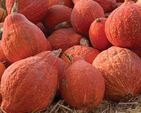 Non-gmo winter squash samen für home gardens