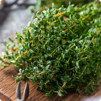 Winter Thyme Samen Thymus vulgaris evergreen perennial Pflanze