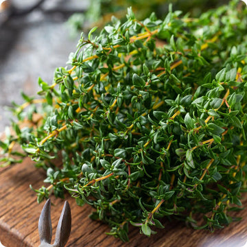 Winter Thyme Samen Thymus vulgaris evergreen perennial Pflanze