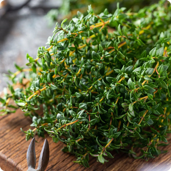 Winter Thyme Samen Thymus vulgaris evergreen perennial Pflanze
