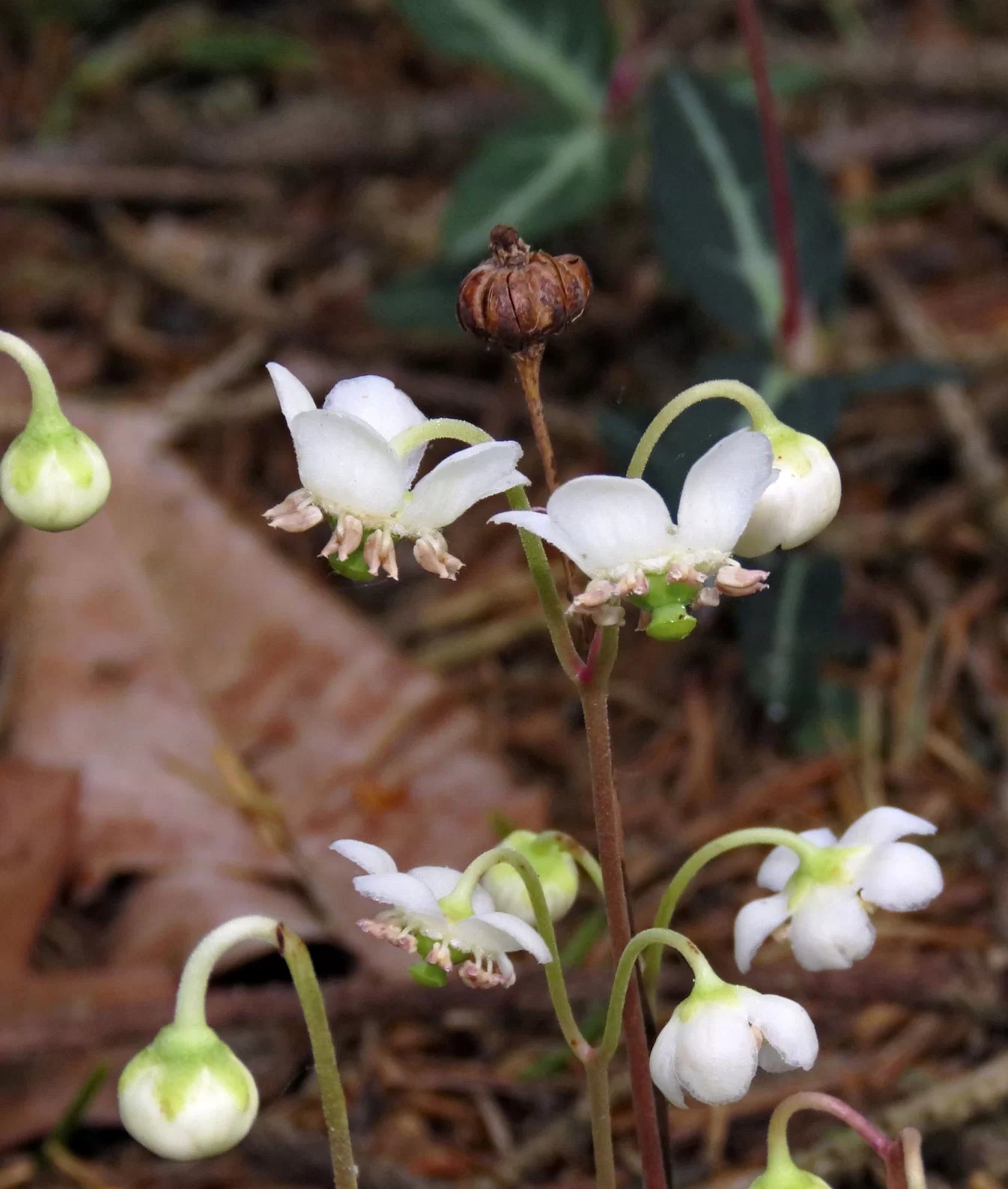 Wintergreen Blumensamen zur Aussaat ideal Rabatten Traditionssorte & ohne Gentechnik Samen Hausgarten