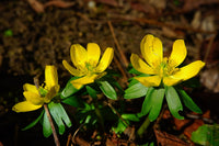 Fresh Winterling Blumensamen zur Aussaat – duftend Blüten – Traditionssorte & ohne Gentechnik Samen Hausgarten