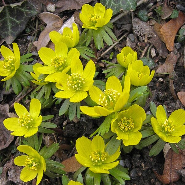 Fresh Winterling Blumensamen zur Aussaat – duftend Blüten – Traditionssorte & ohne Gentechnik Samen Hausgarten