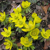 Fresh Winterling Blumensamen zur Aussaat – duftend Blüten – Traditionssorte & ohne Gentechnik Samen Hausgarten