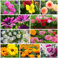 Winterling blume samen for early-season garten blooms
