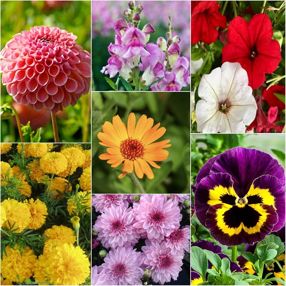 Winterling samen for borders and garten beds
