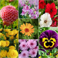 Winterling samen for borders and garten beds
