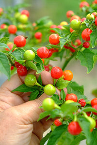 High quality wiri wiri samen non gmo