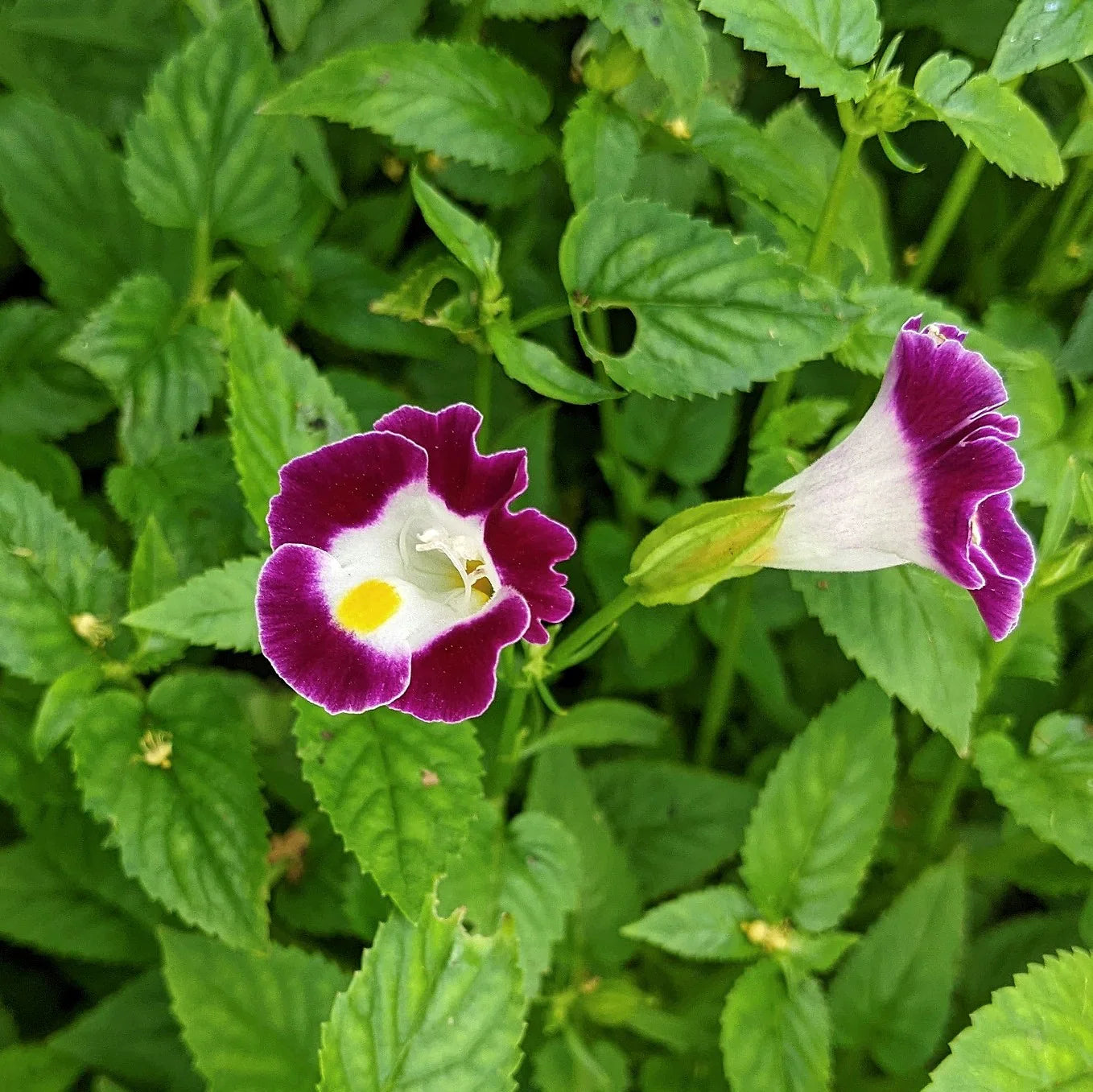 Wishbone blumen wachsend in garten border