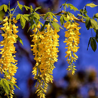 Wisteria golden gelb vine samen – ornamental garten climbing pflanze