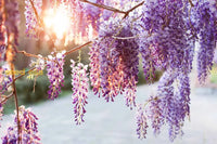 Wisteria mixed samen for anpflanzung