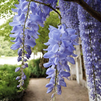 Wisteria samen for anpflanzung: grow beautiful climbing blooms blume